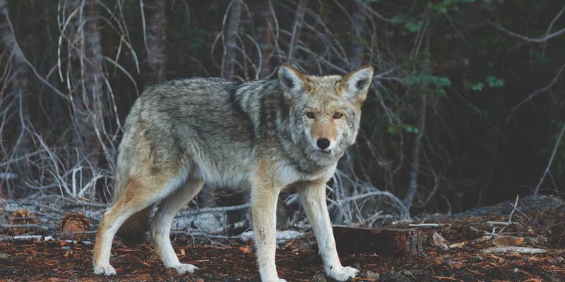 IaaS
